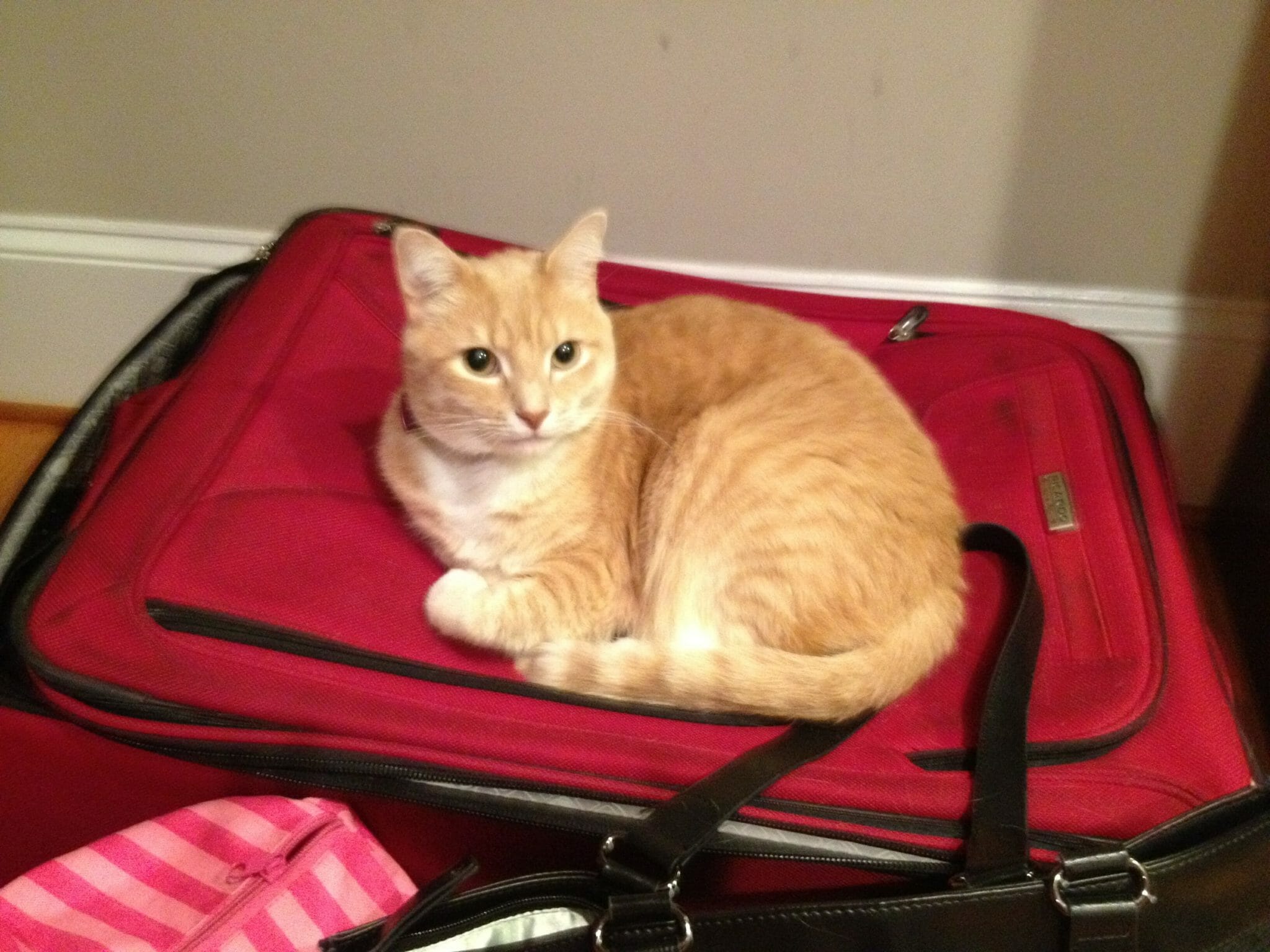 Cat sits on a suitcase