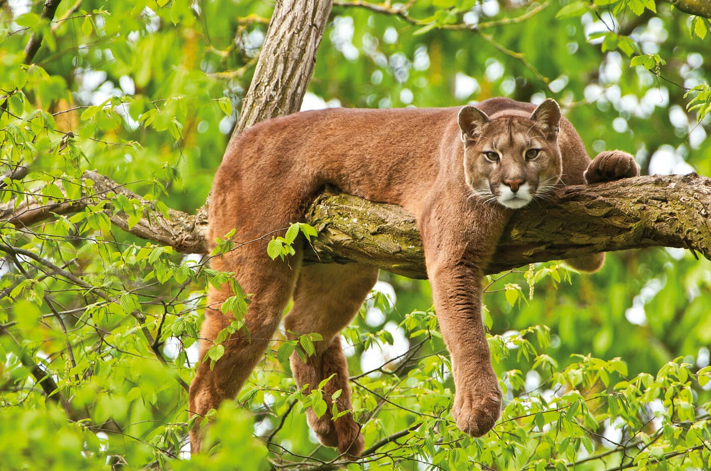 Lioness lounging on a tree branch.