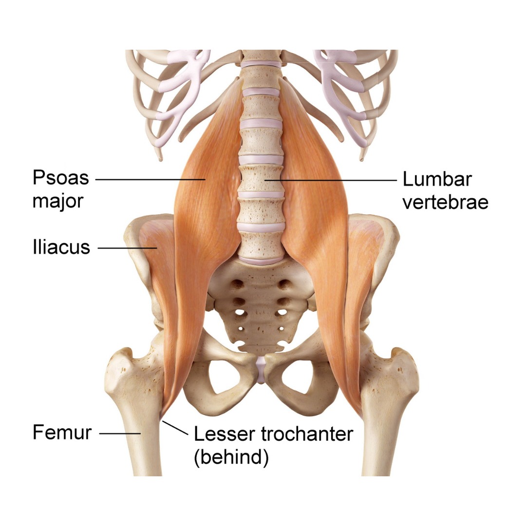 Image of skeleton with Psoas major and Iliacus attaching.